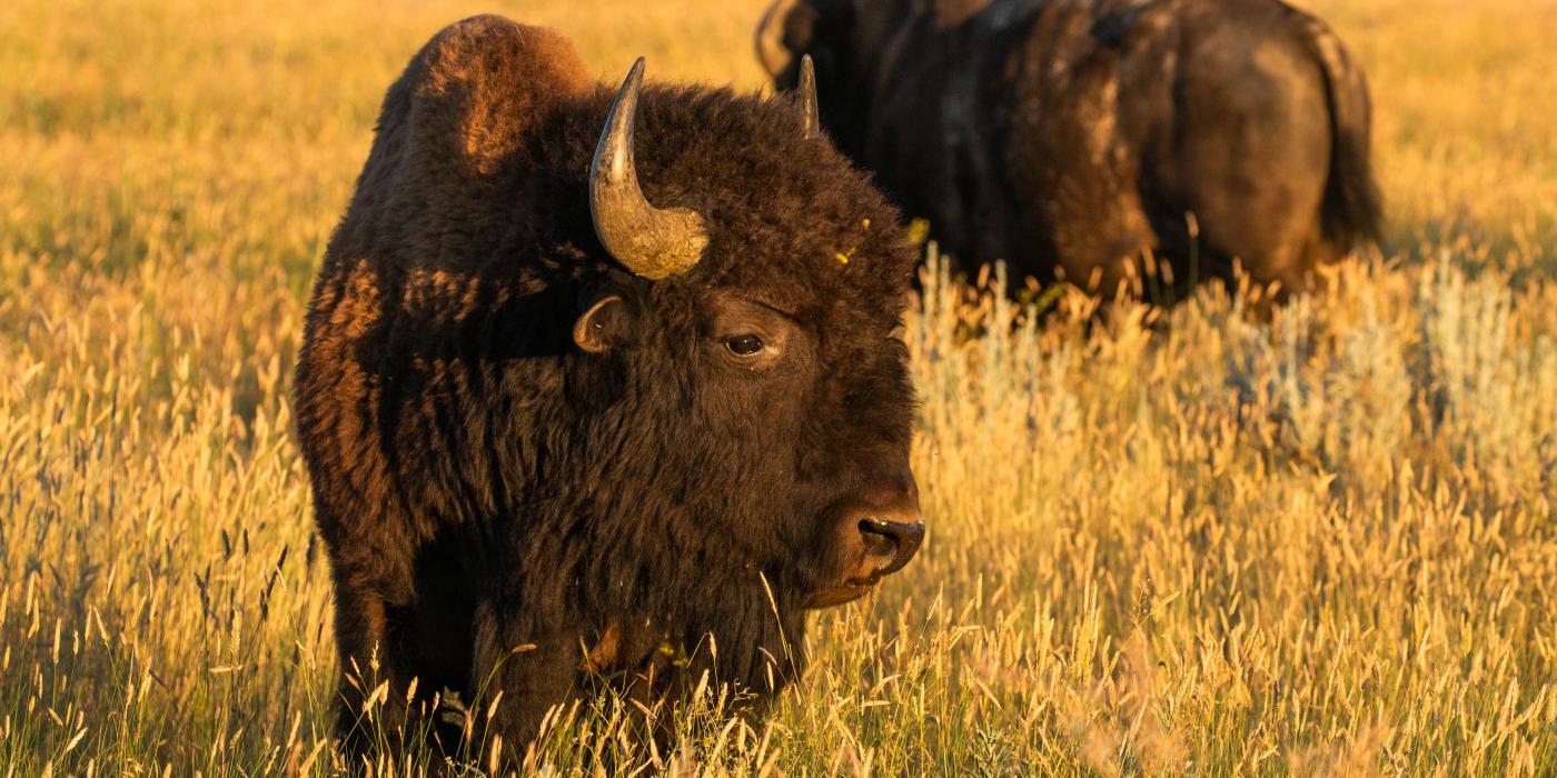 Two bison -- large mammals with thick fur coats, rounded sharp horns, big heads and large shoulder humps -- walk through tall grass at sunset