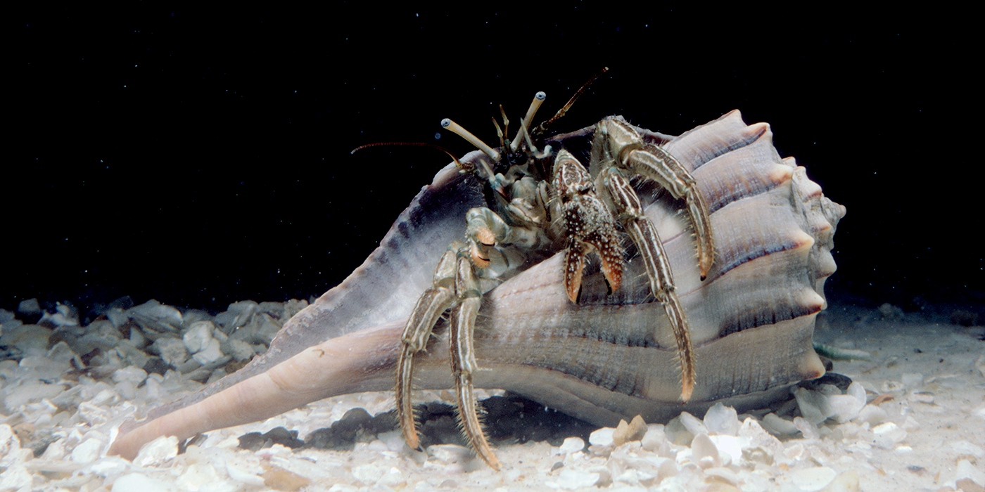 A striped hermit crab holds several claws and legs over the edge of a conch-shaped shell resting on light-colored rocks.