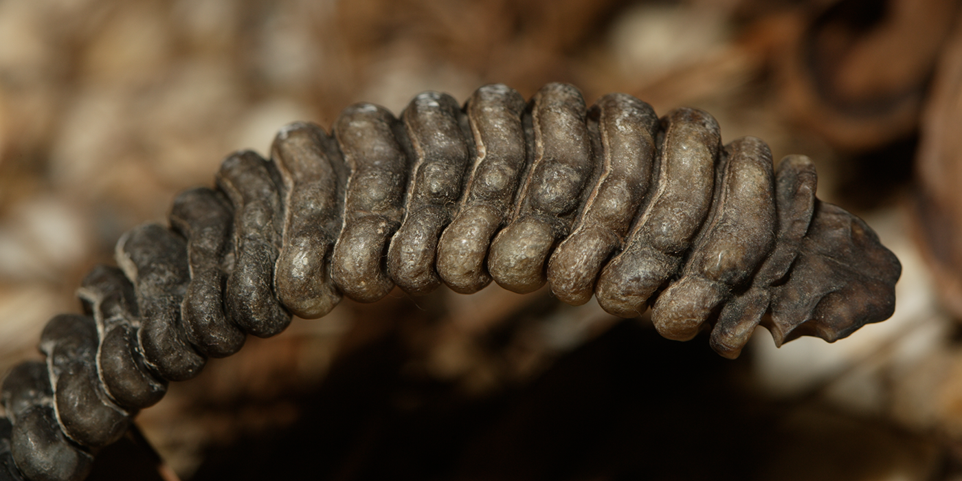 A close-up of the rattle at the tip of a tail of a timber rattlesnake