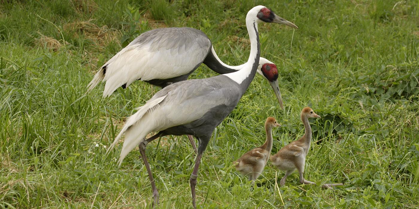 Two adult white-naped cranes and chicks
