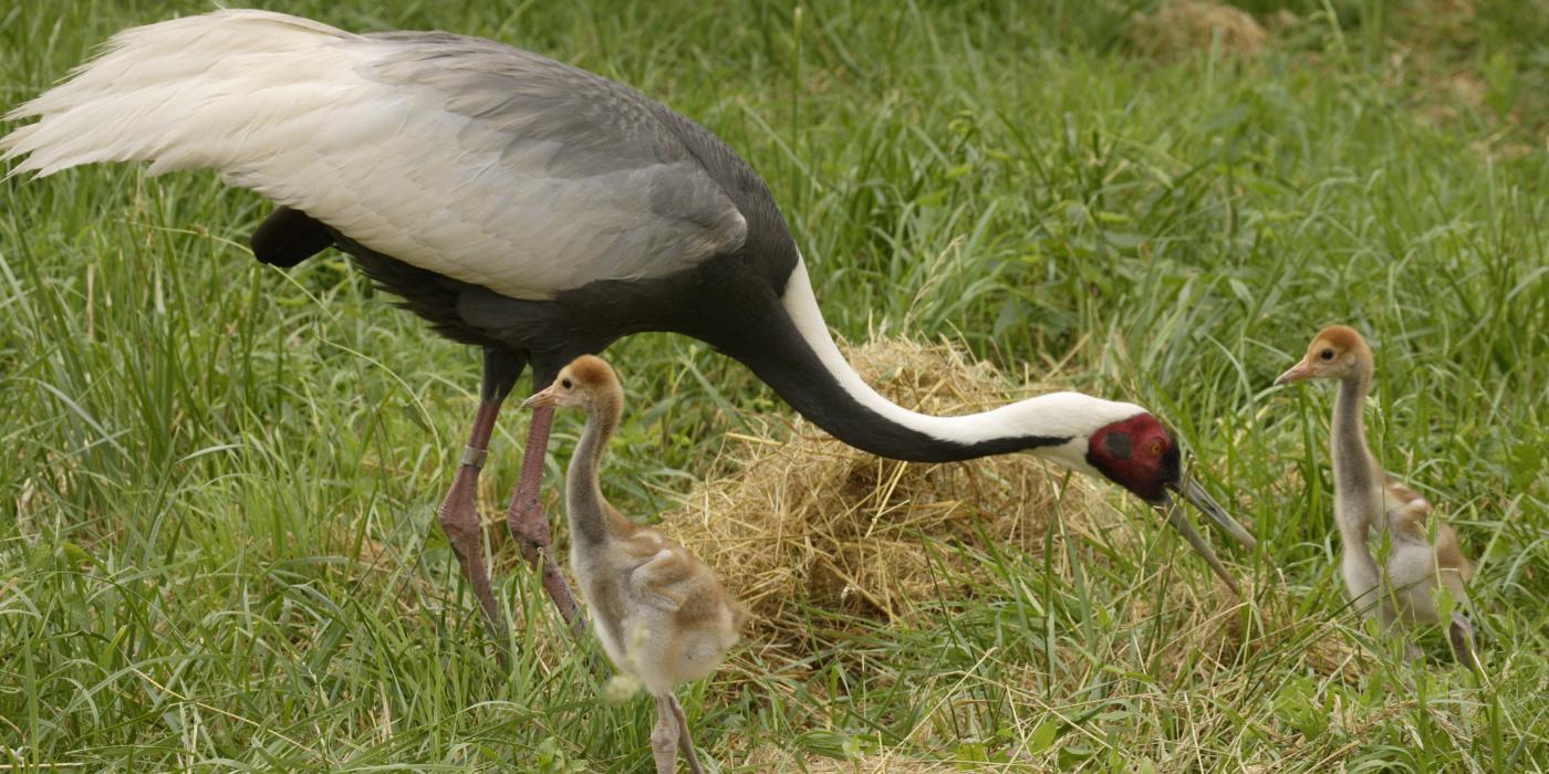 A white-naped crane in the grass with two chicks