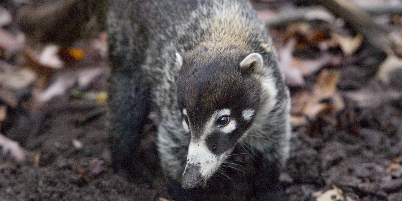 A white-nosed coati standing on all fours on the ground