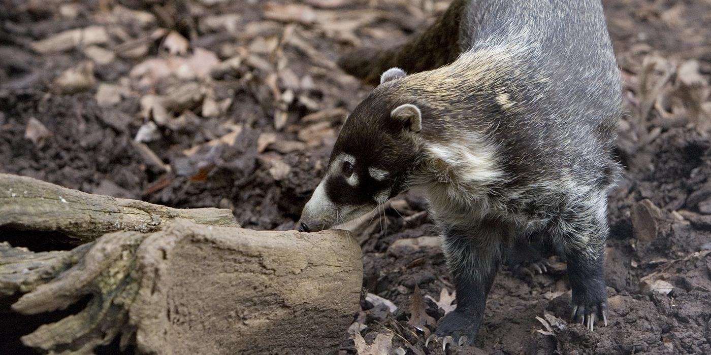 A white-nosed coati standing on all fours in the dirt