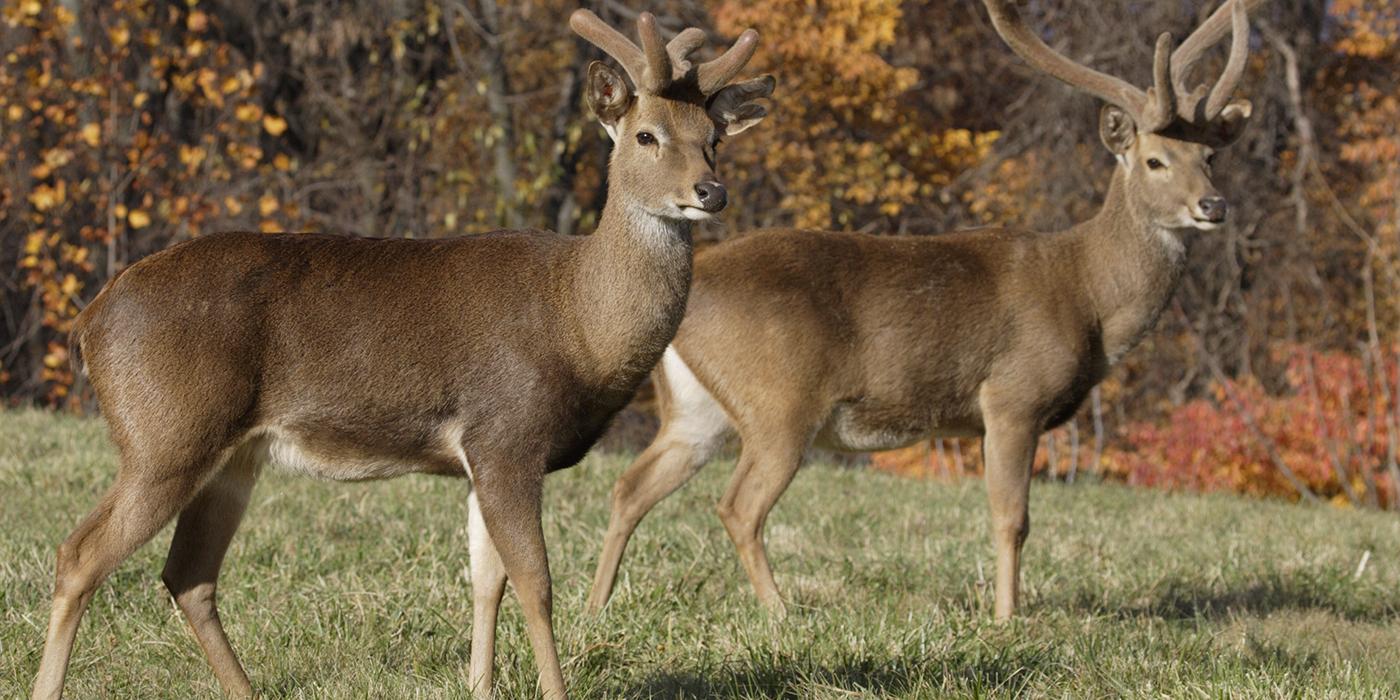 Two eld's deer with large horns stand in the grass against a backdrop of trees with orange leaves
