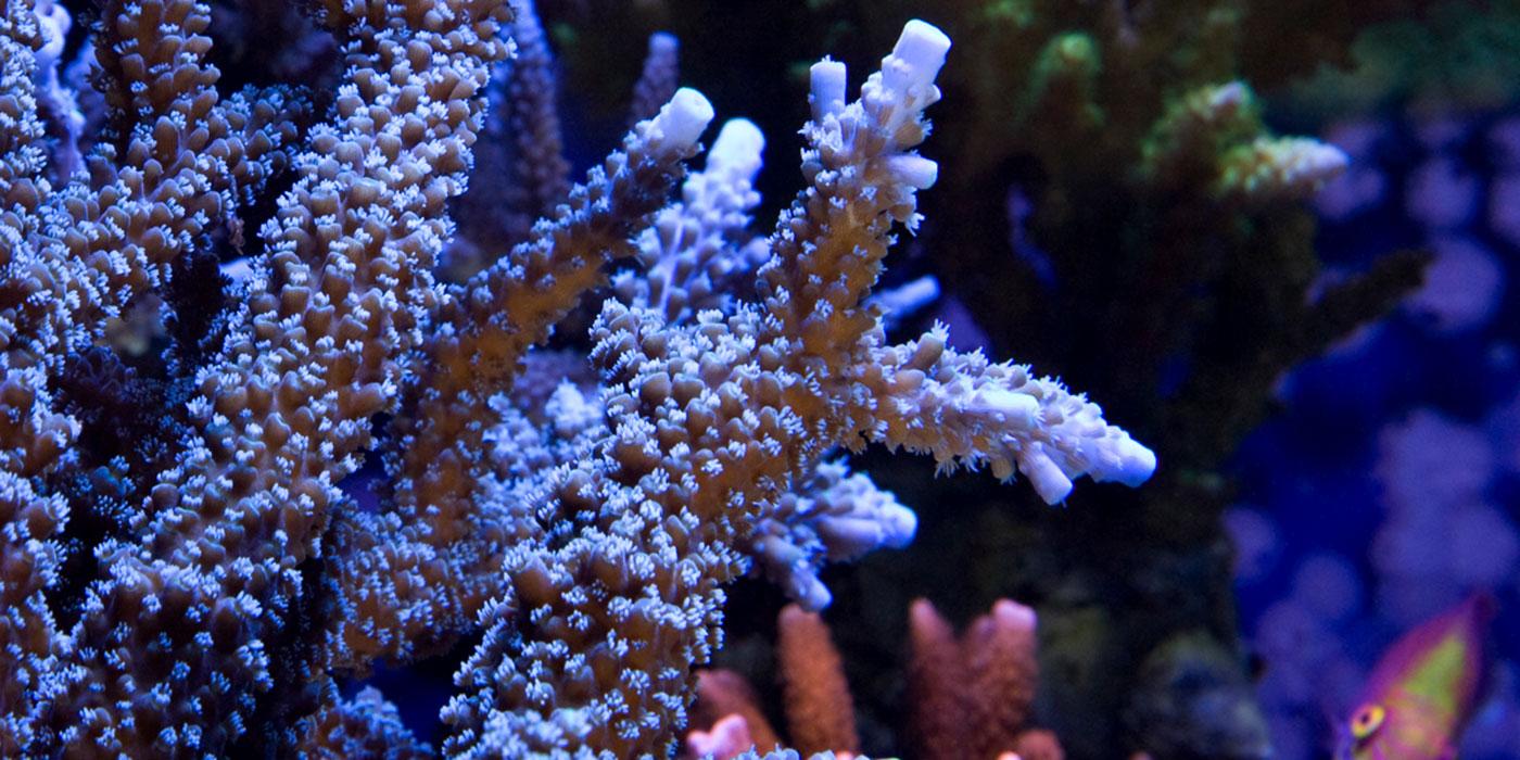 Coral (Acropora sp.): close up view of the structure and harsh lighting  creates an interesting pers…