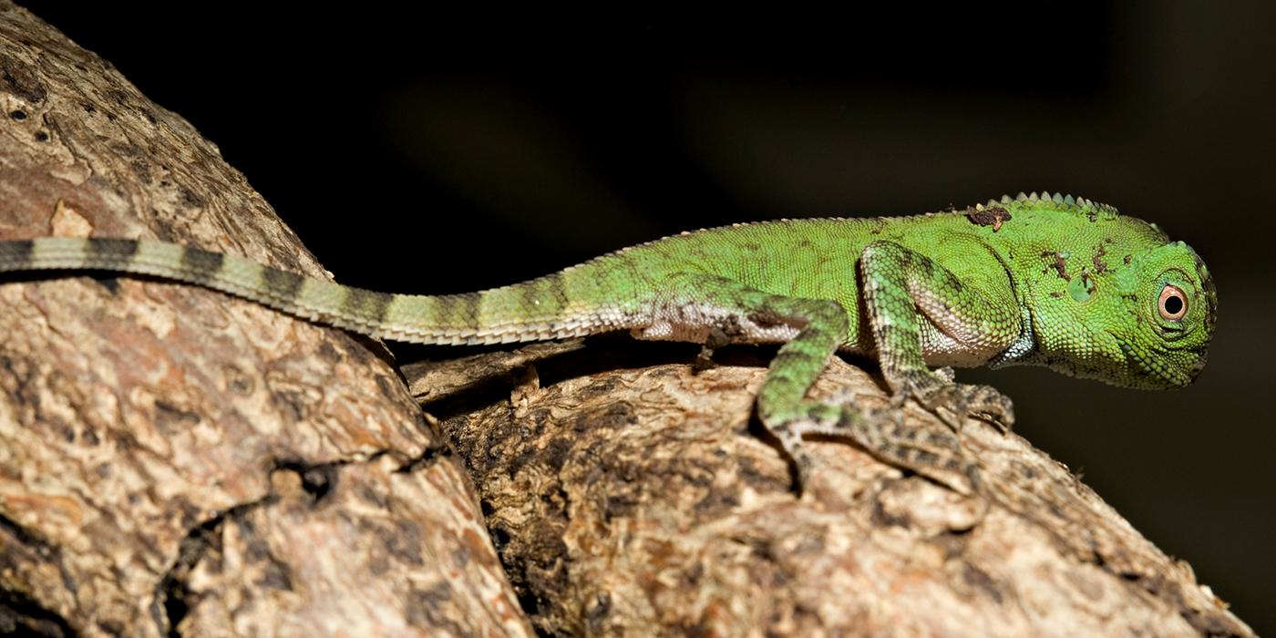 A juvenile chameleon forest dragon with bright green skin and a striped pale green and brown tail