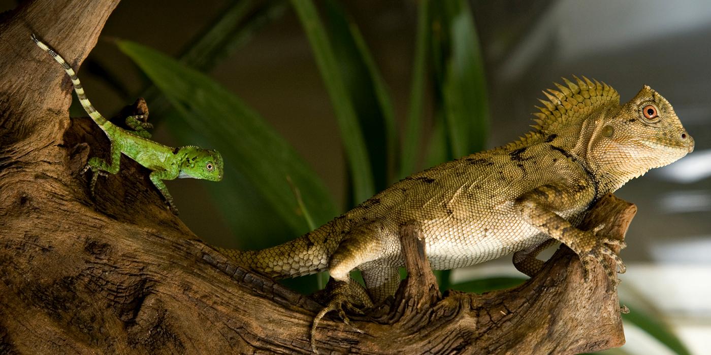 A small, juvenile chameleon forest dragon with bright green skin and a striped pale green and brown tail next to an adult lizard with mottled brown skin and a spiked crest at the base of its neck