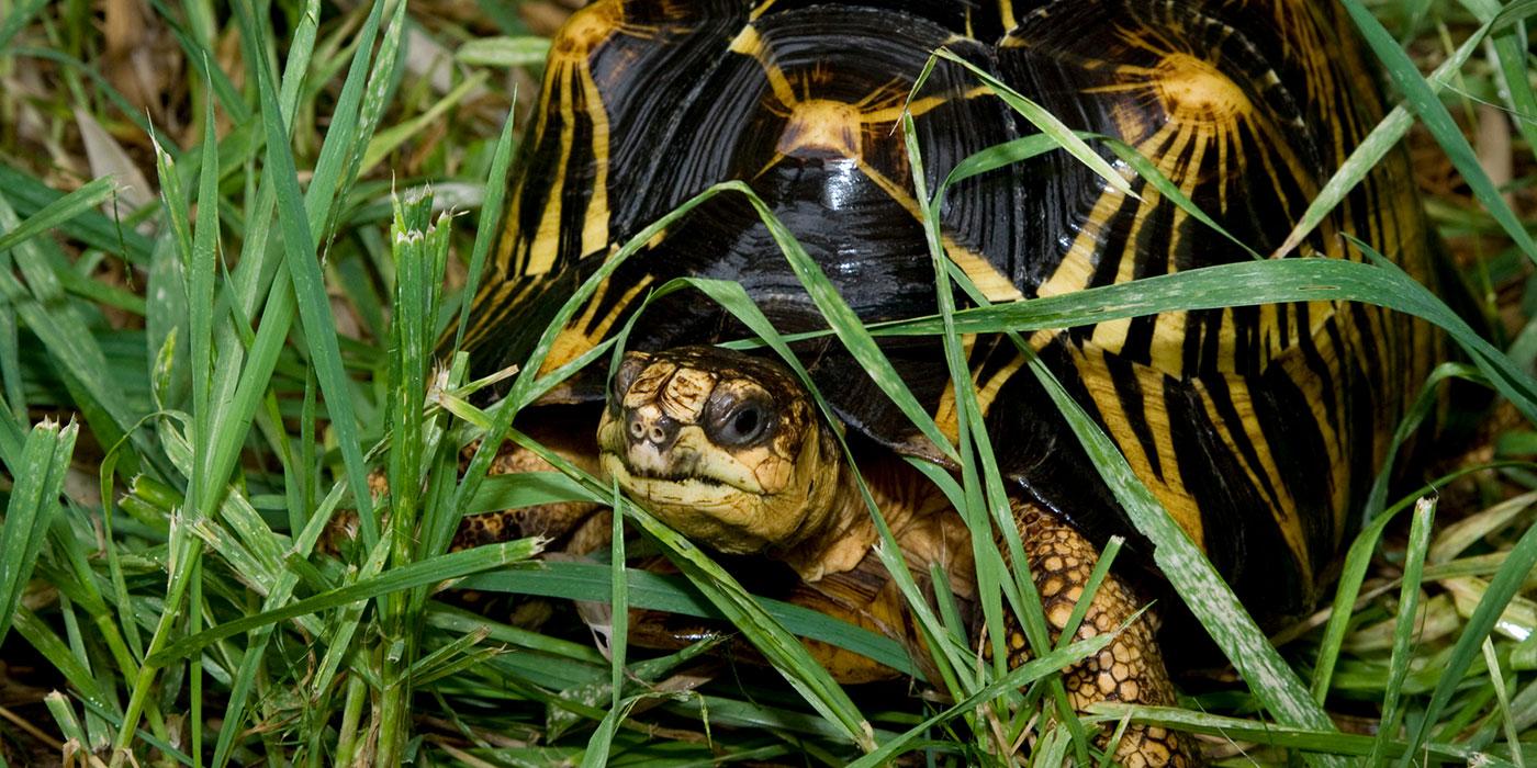 Black and yellow turtle in the grass. A yellow spot in the center of each scute has yellow rays extending from it