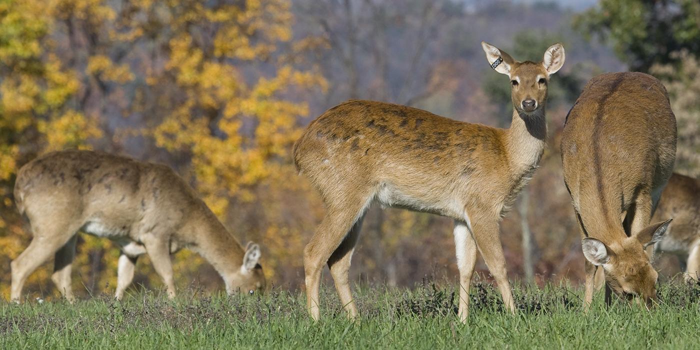A group of eld's deer with large horns graze in the grass. One looks toward the camera.