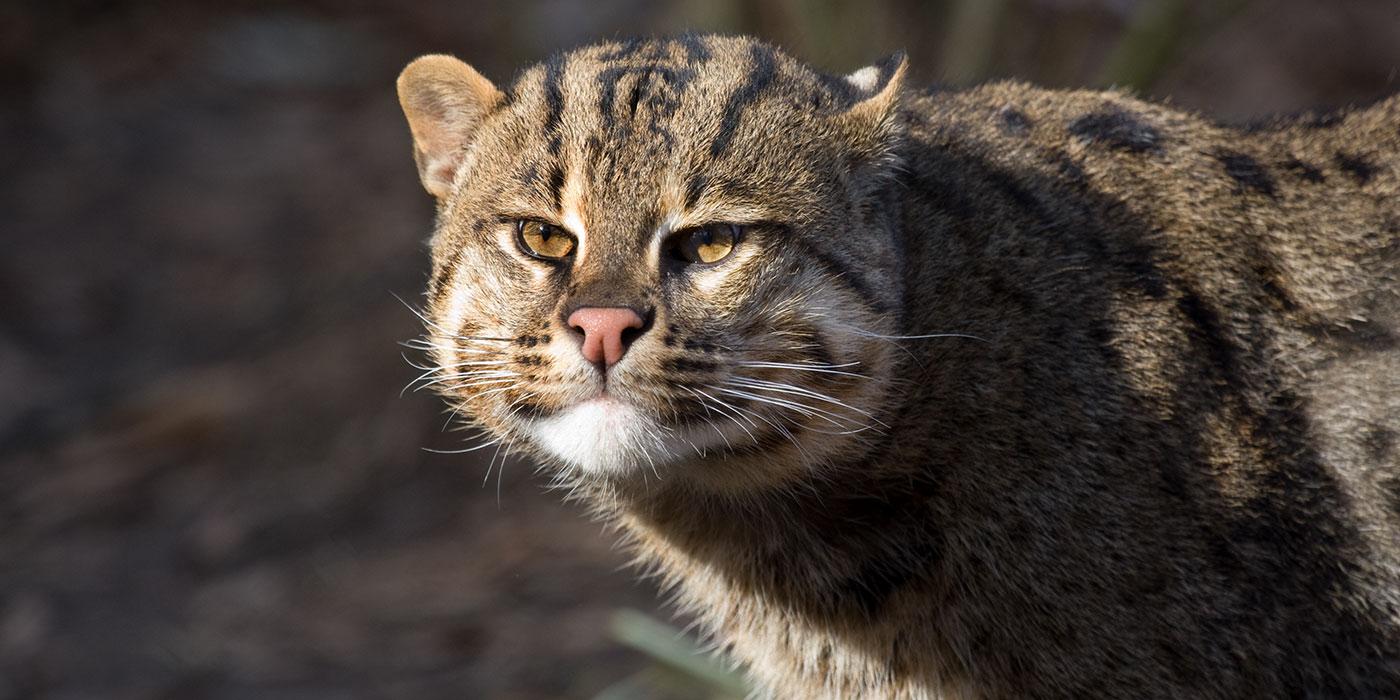 Why Did the Fishing Cat Cross the Railway?