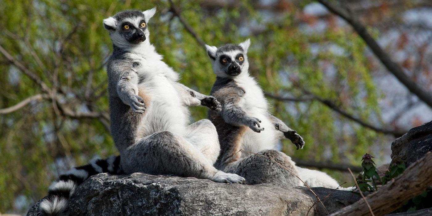 Two ring-tailed lemurs with gray and white fur, yellow eyes, a black nose and a white and black striped tail sitting on a rock