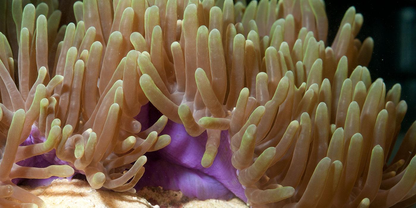 A Ritteri anemone with thick, short tentacles attached to a short stalk