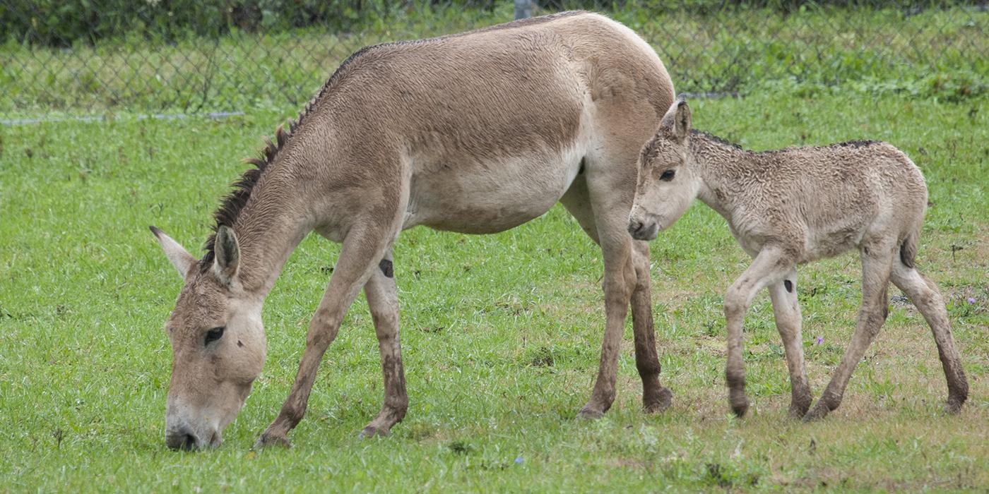 An adult and juvenile Persian onager standing in the grass
