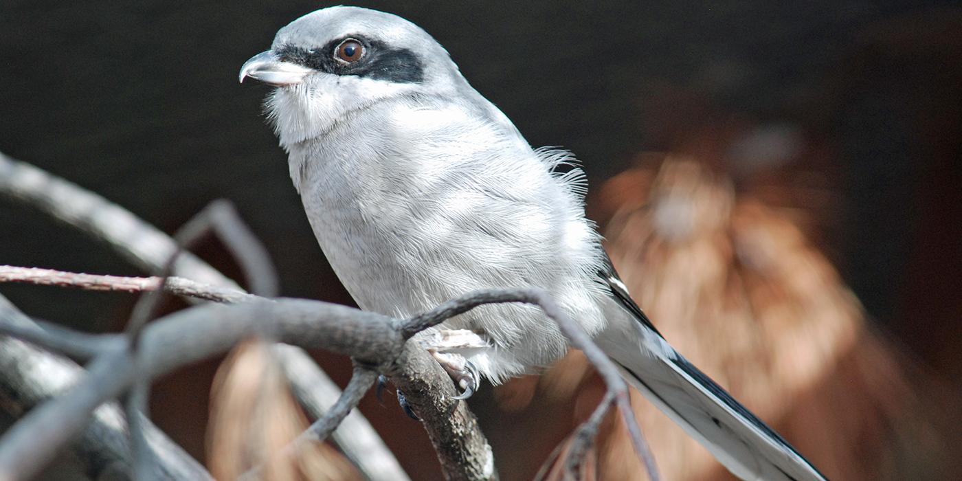 Loggerhead shrike  Smithsonian's National Zoo and Conservation Biology  Institute