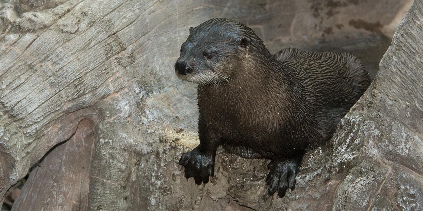 North American River Otter | Smithsonian's National Zoo And ...