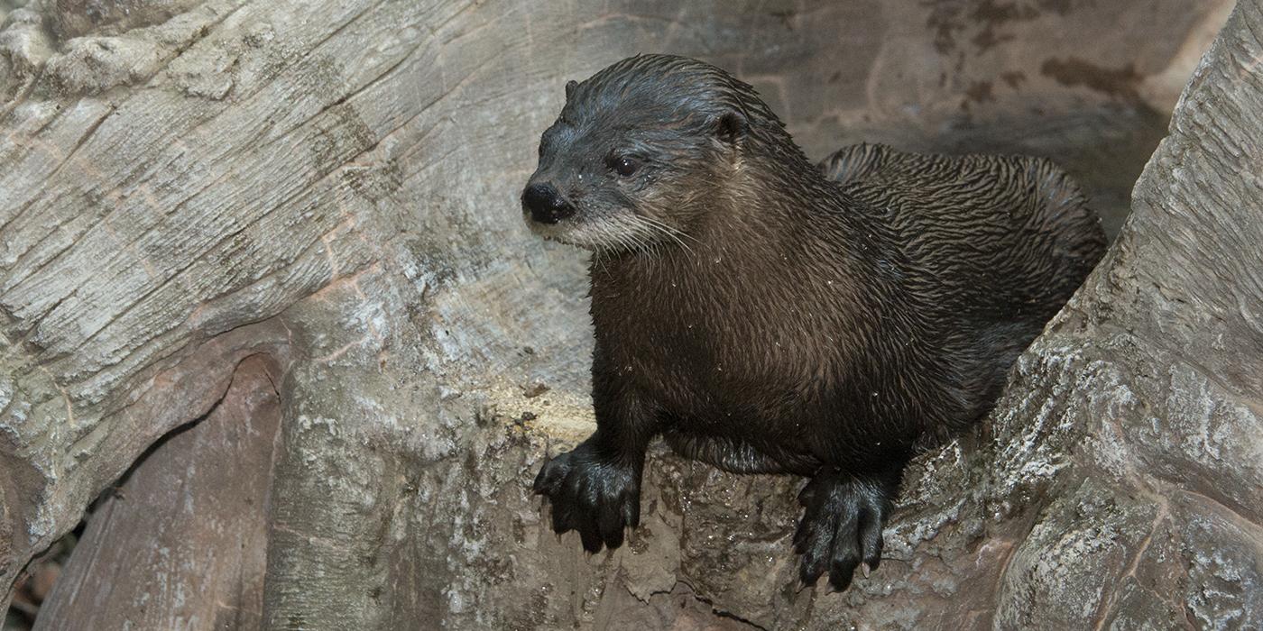 A North American river otter climbing on some rocks