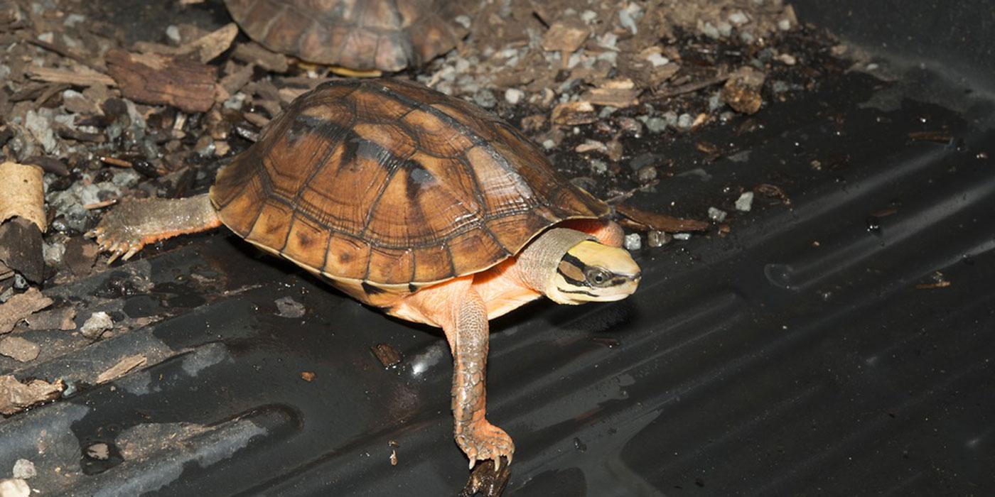 A small box turtle with a dark stripe across its eye and three stripes across its shell