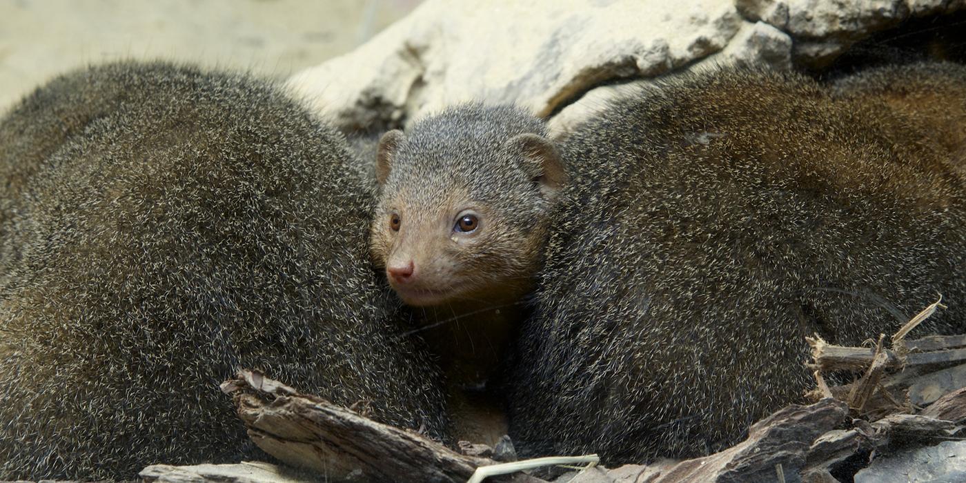 A dwarf mongoose and the back of a second dwarf mongoose