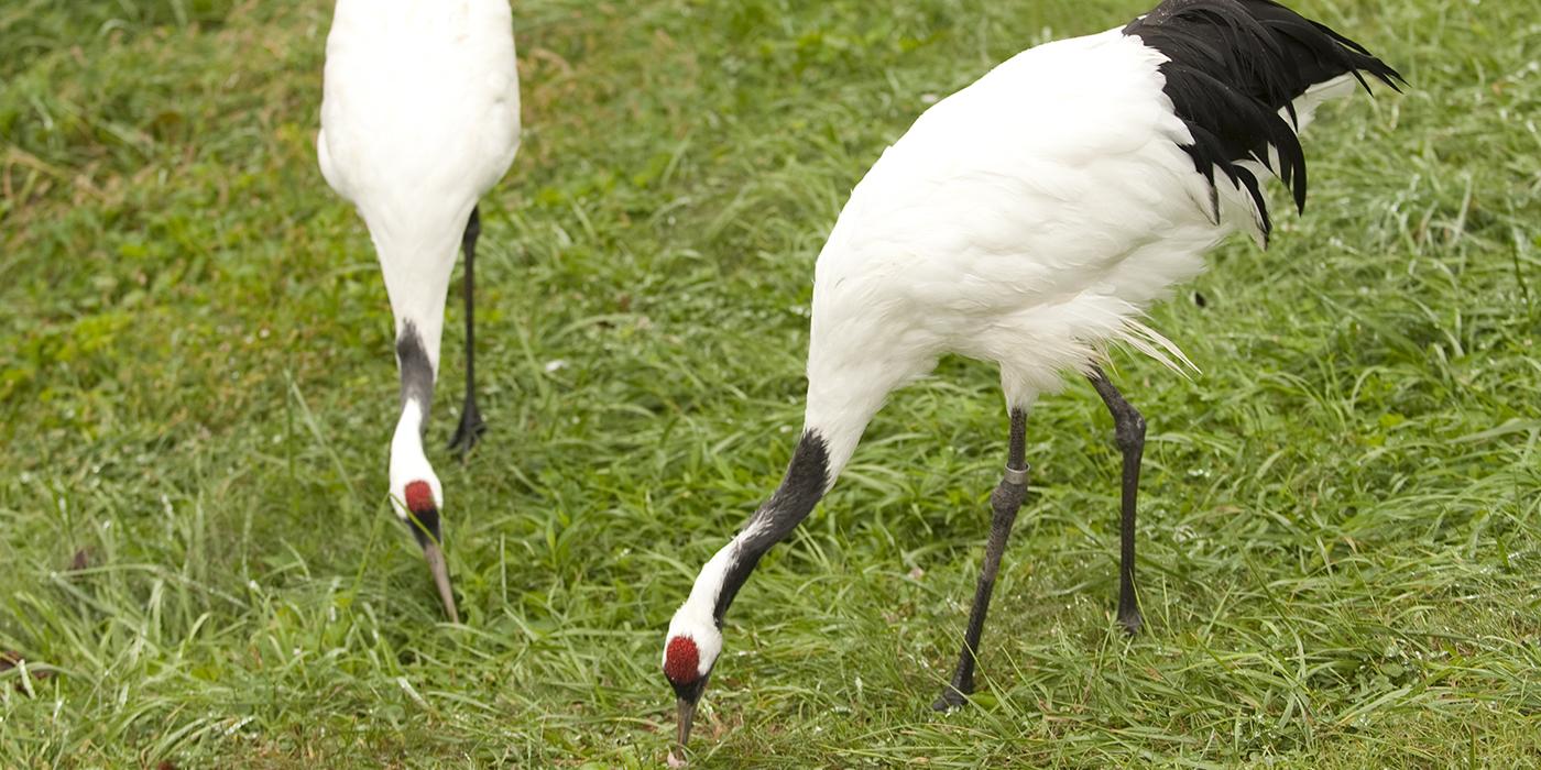 A red-crowned crane 