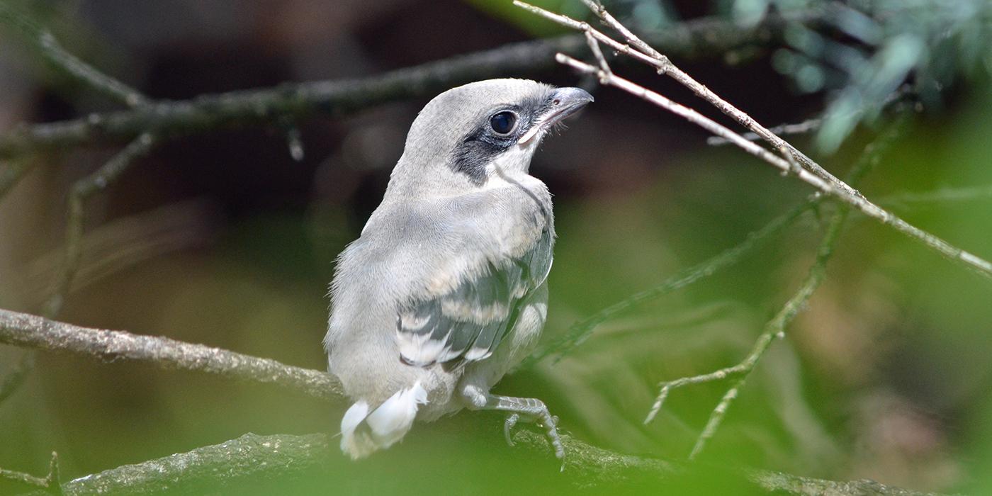 A loggerhead shrike perched on a branch