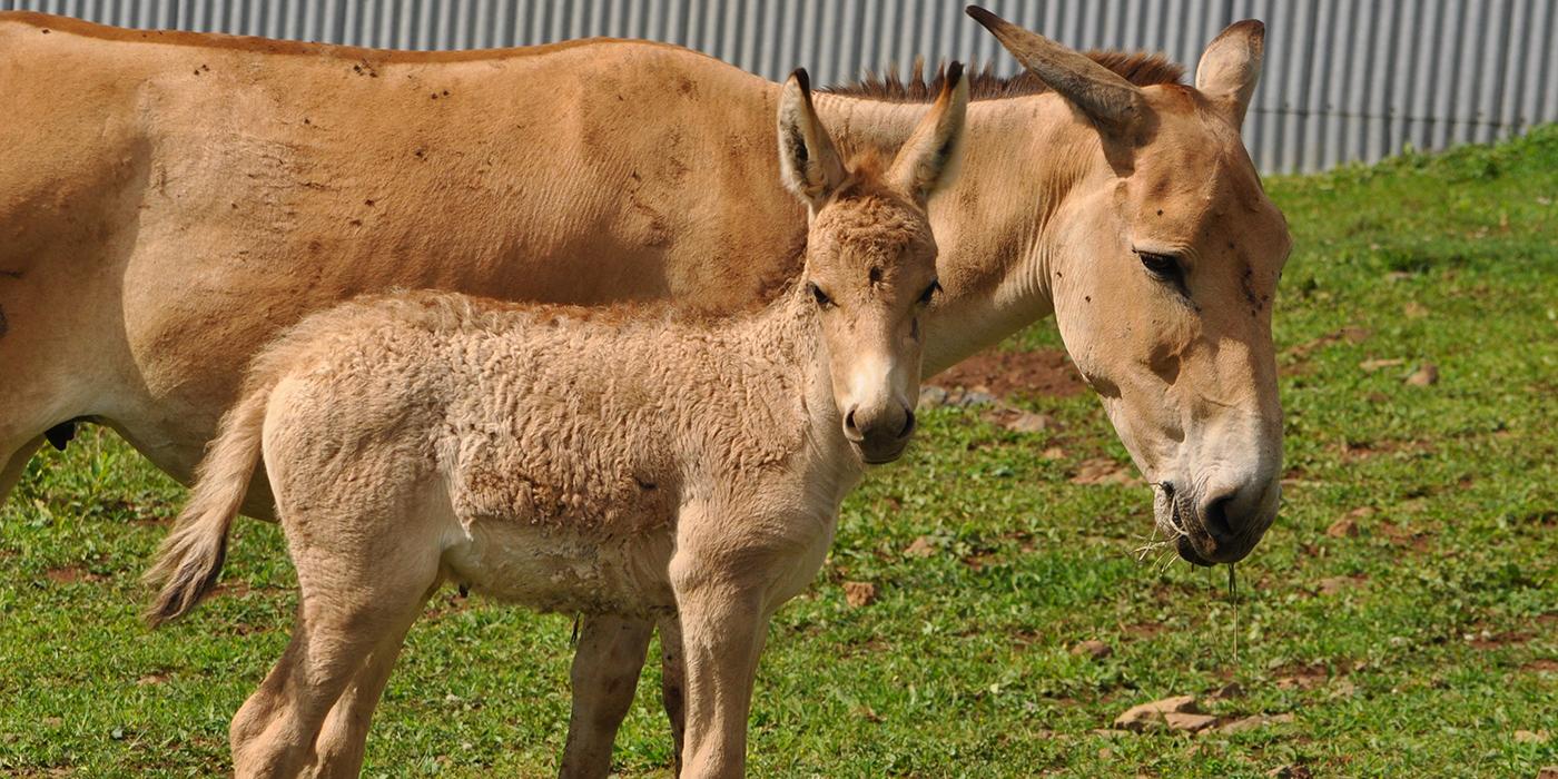 An adult and juvenile Persian onager standing in the grass