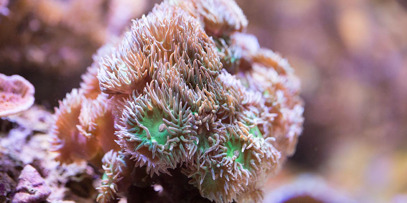A cluster of soft corals, called whisker coral, with short tendrils 