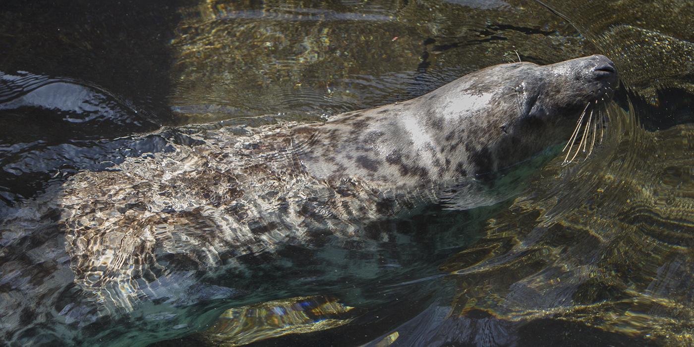 harbor seal swimming in the water with it's head and back just above the surface