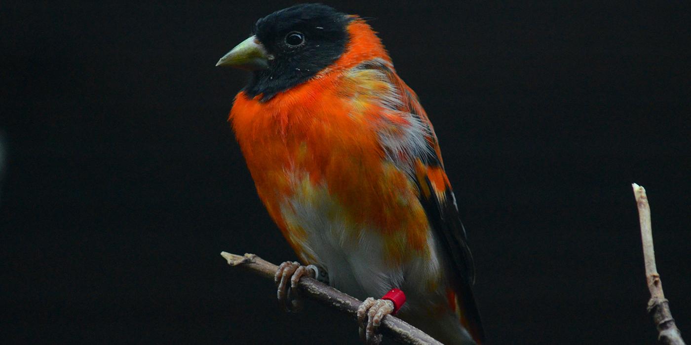 A red siskin bird perched on a tree branch 