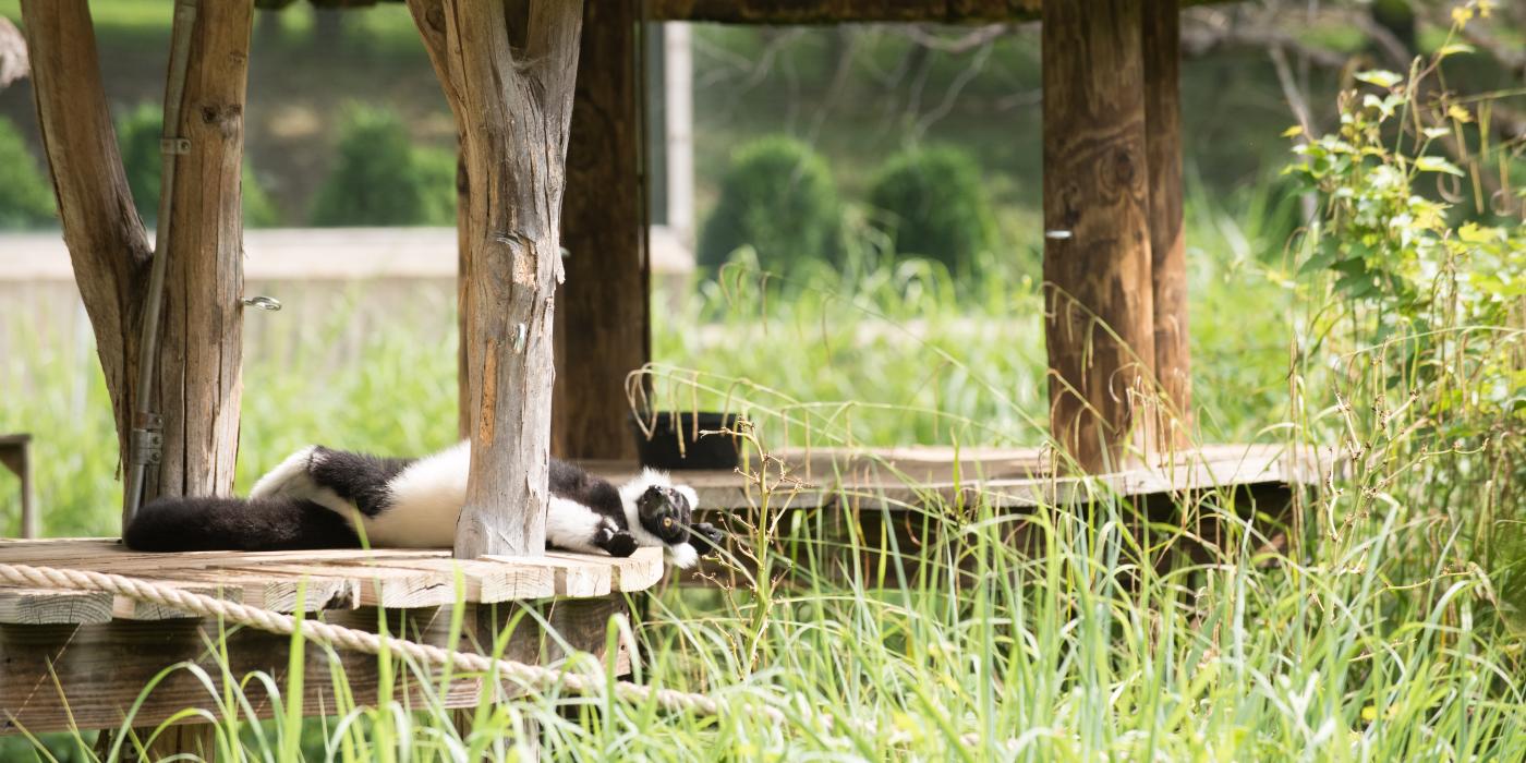 Black and white ruffed lemur laying on a wooden structure in the grass