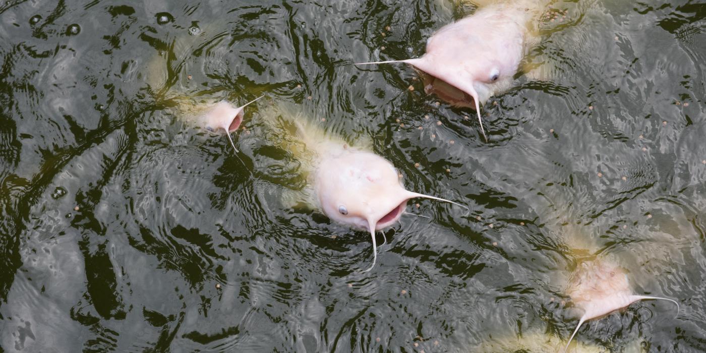 Pale-colored fish with pronounced whiskers and open mouths swimming at the water's surface