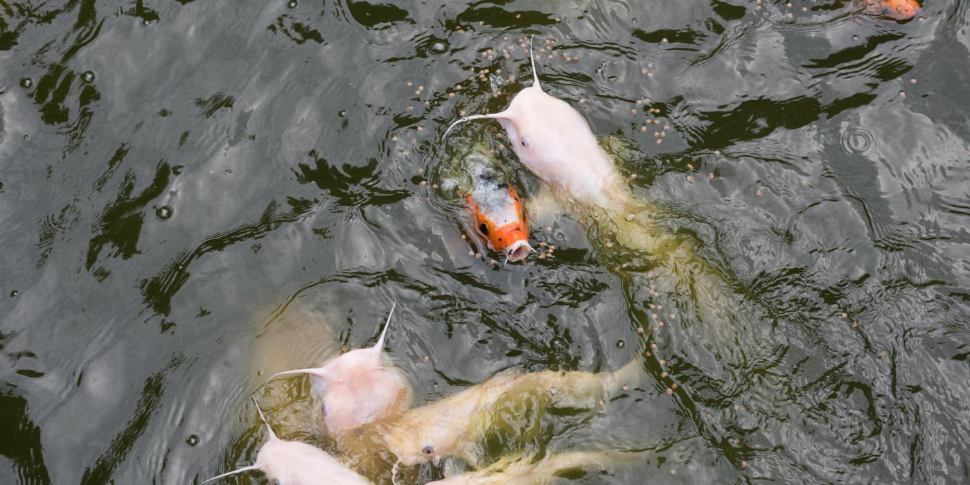Orange fish and pale-colored fish with pronounced whiskers and open mouths swimming at the water's surface