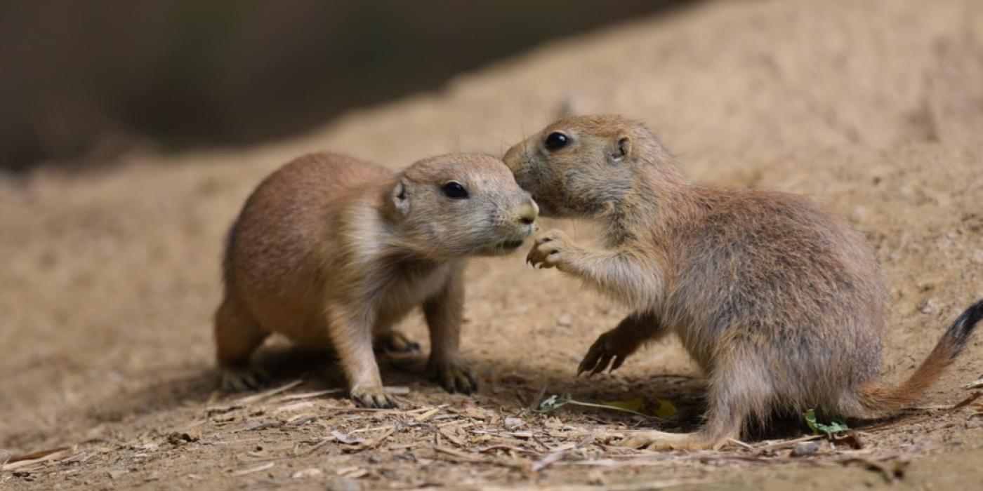 Two baby prairie dogs interacting