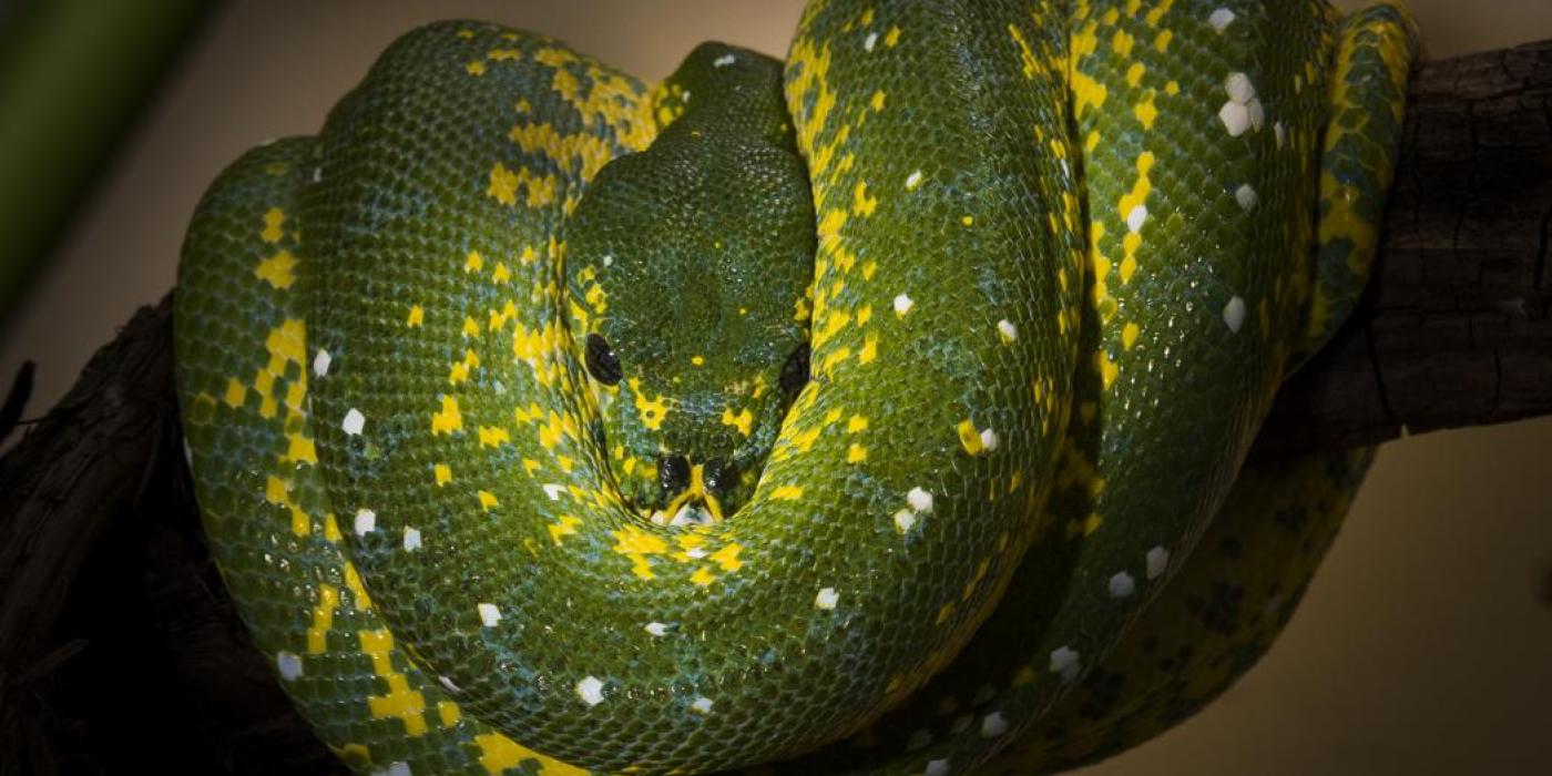 A green snake with bright yellow spots, called a green tree python, wrapped around a tree branch