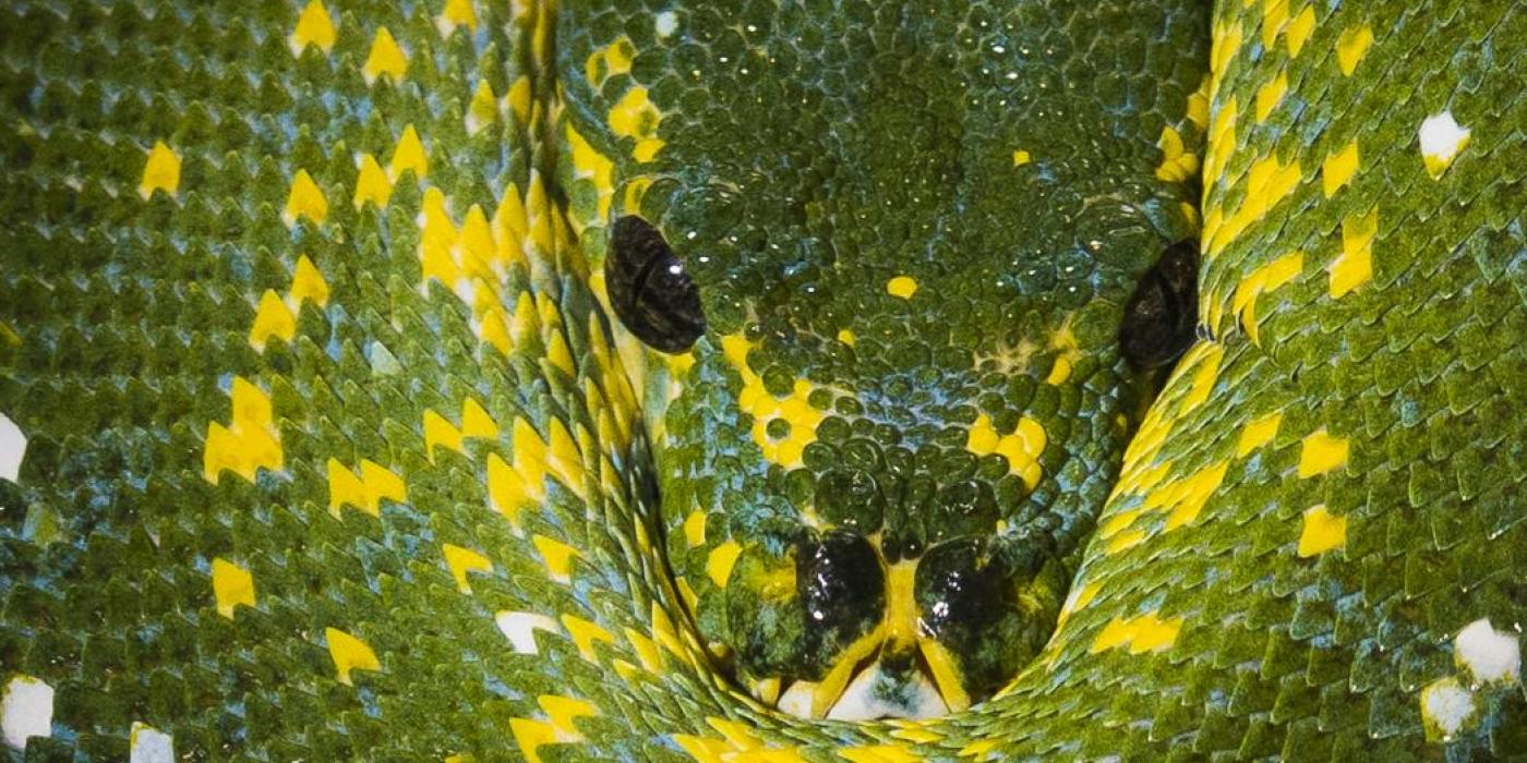 A close-up photo of a green tree python, a green snake with bright yellow spots
