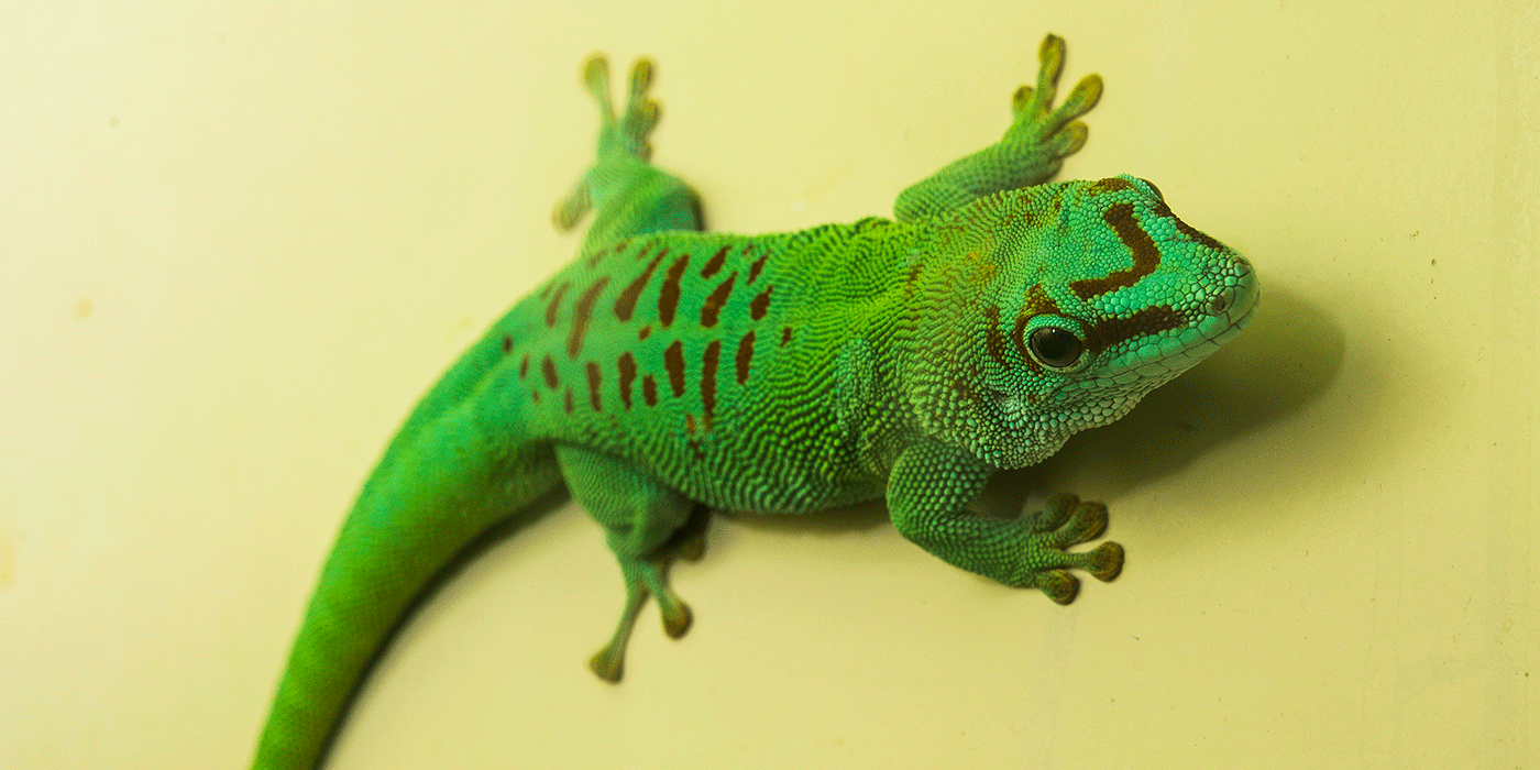 A large, bright green and red-spotted lizard (called a Madgascar giant day gecko) with a V-shaped stripe on its head and long toes