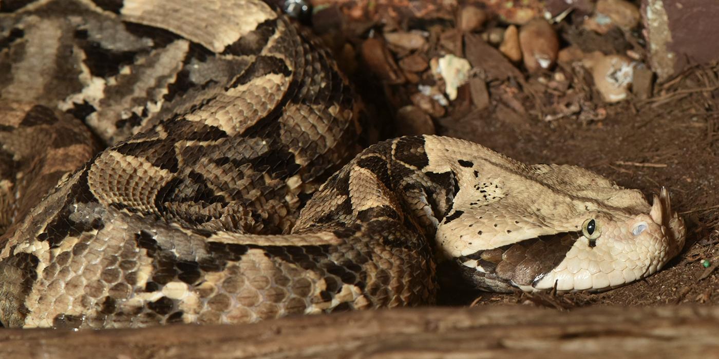 A snake with a cream, gray and black pattern and two small horns on the tip of its snout, called a gaboon viper.