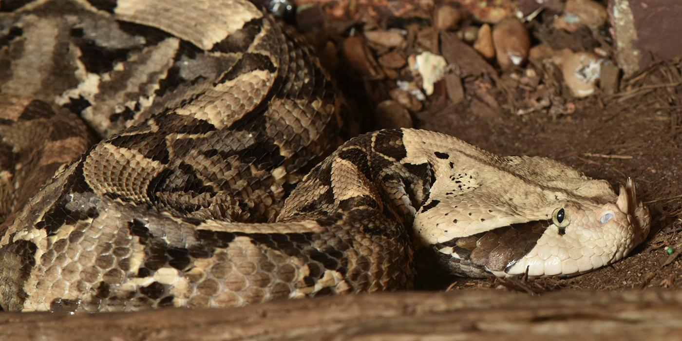 Gaboon viper  Smithsonian's National Zoo and Conservation Biology Institute