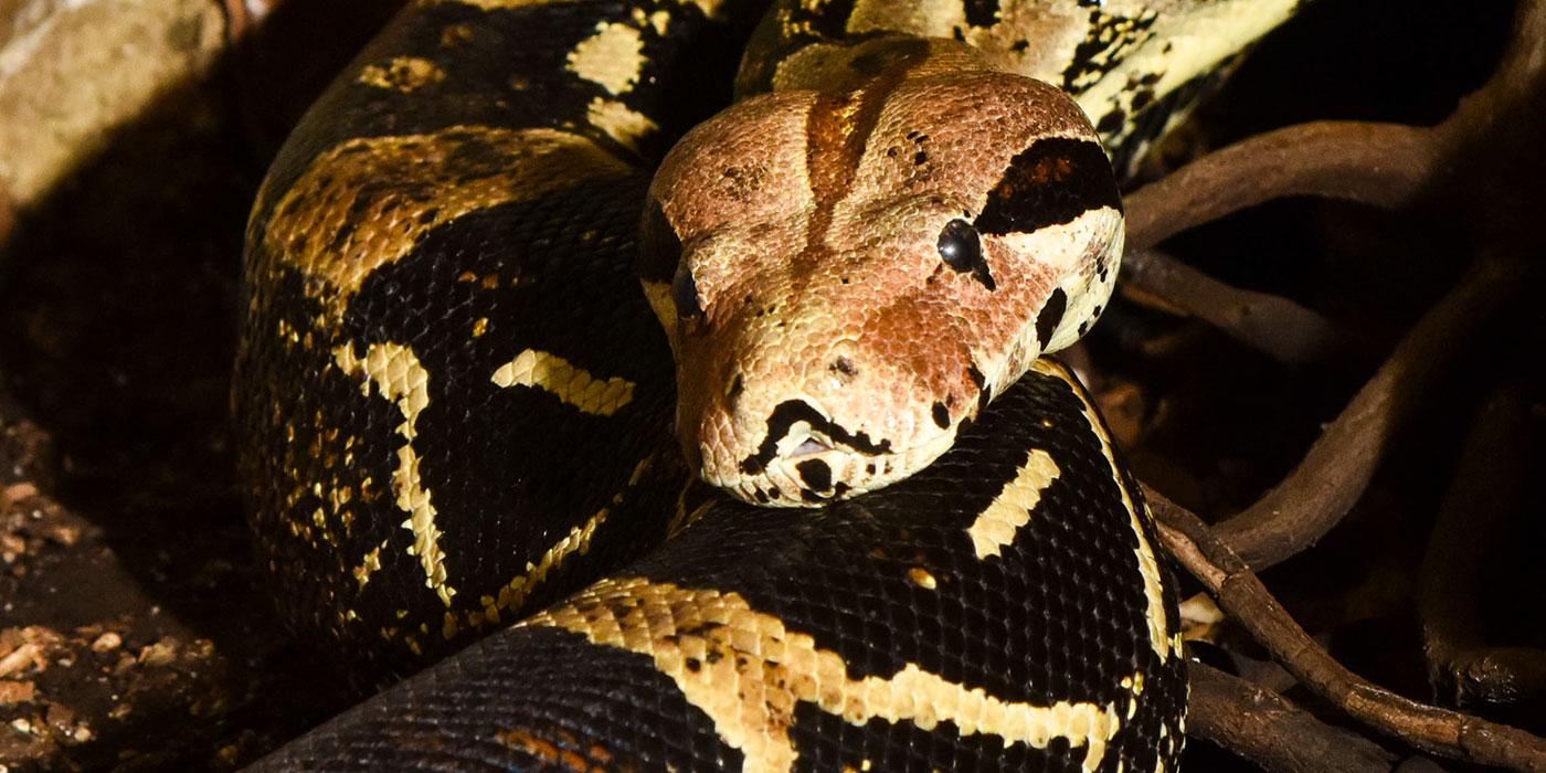 A close-up of a large snake with a black and white diamond pattern rests its head on part of its body