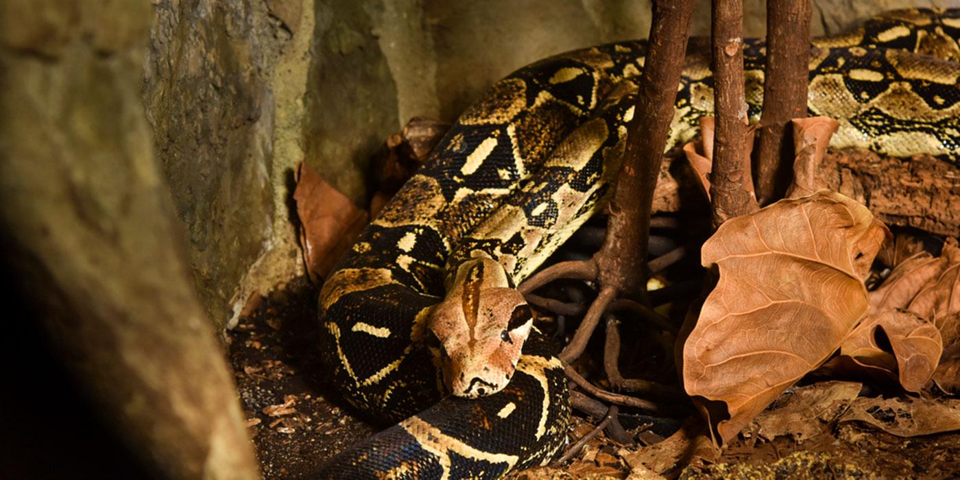 Boa constrictor  Smithsonian's National Zoo and Conservation