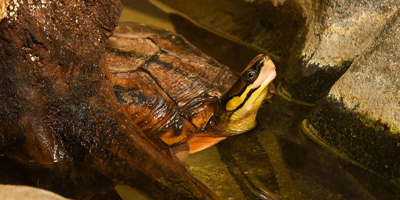A small box turtle with a dark stripe across its eye and three stripes across its shell pokes its head out of the water