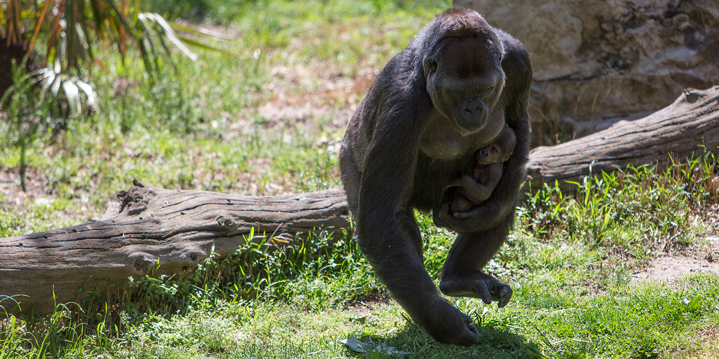 Western lowland gorilla Calaya carrying her infant Moke