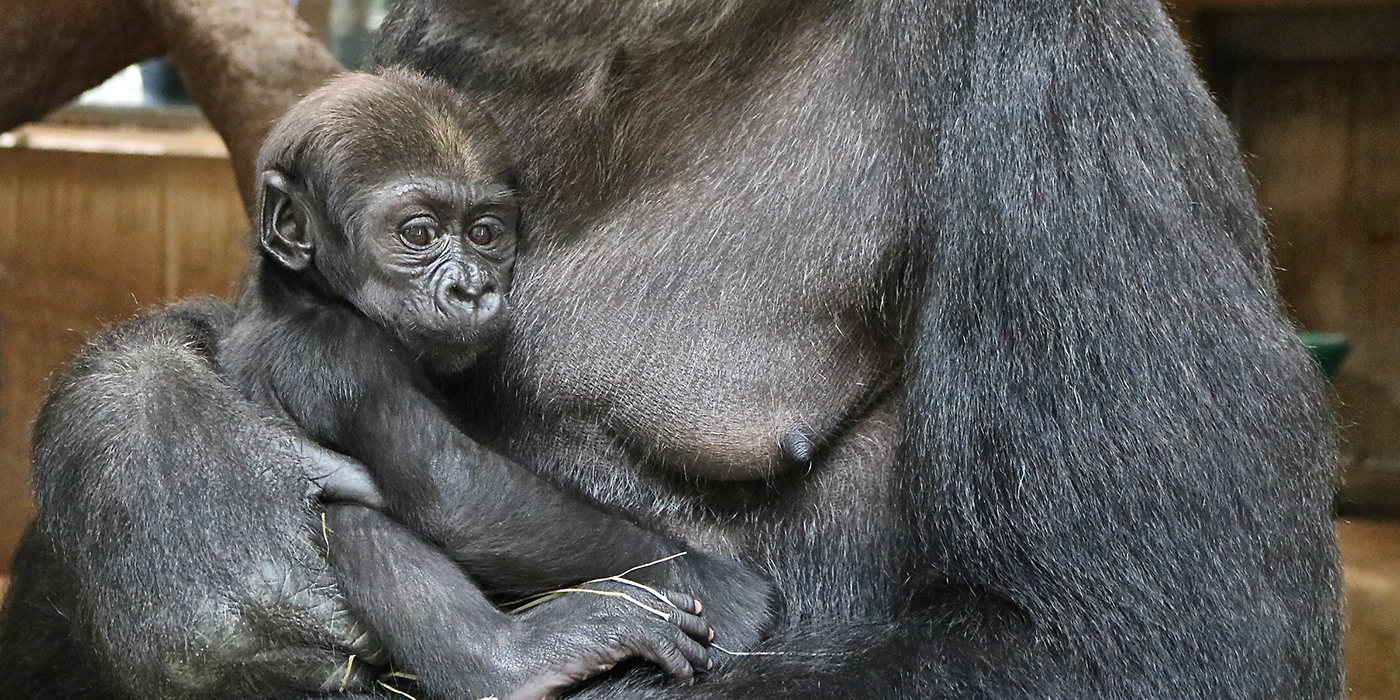 Western lowland gorilla infant Moke held by his mother Calaya