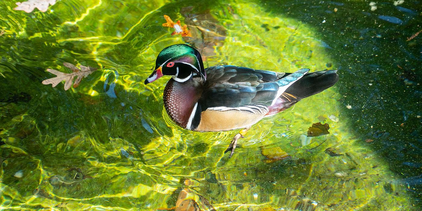 A multicolored wood duck floats on the water in the sun
