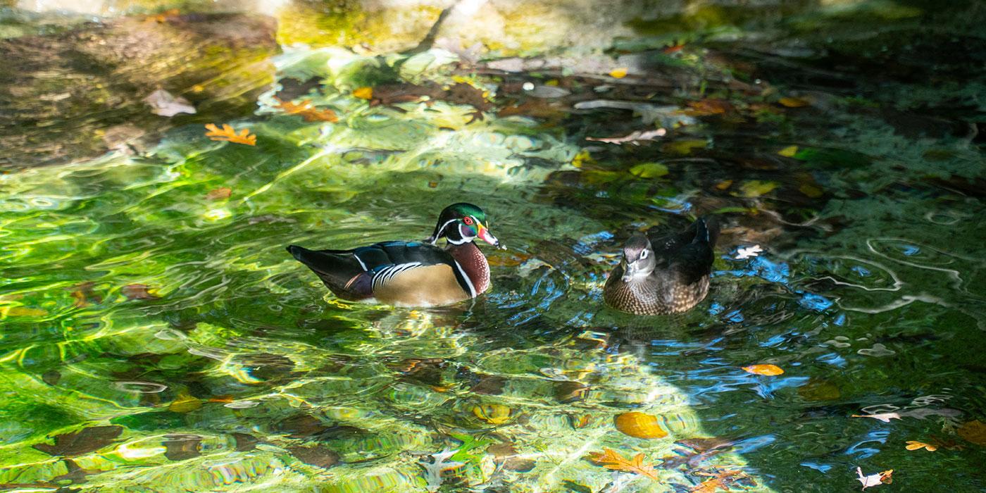 A multicolored wood duck and a more plainly colored wood duck float in the water