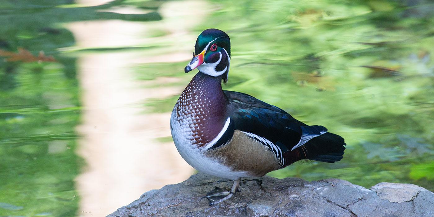 Five fast facts about ornate wood ducks