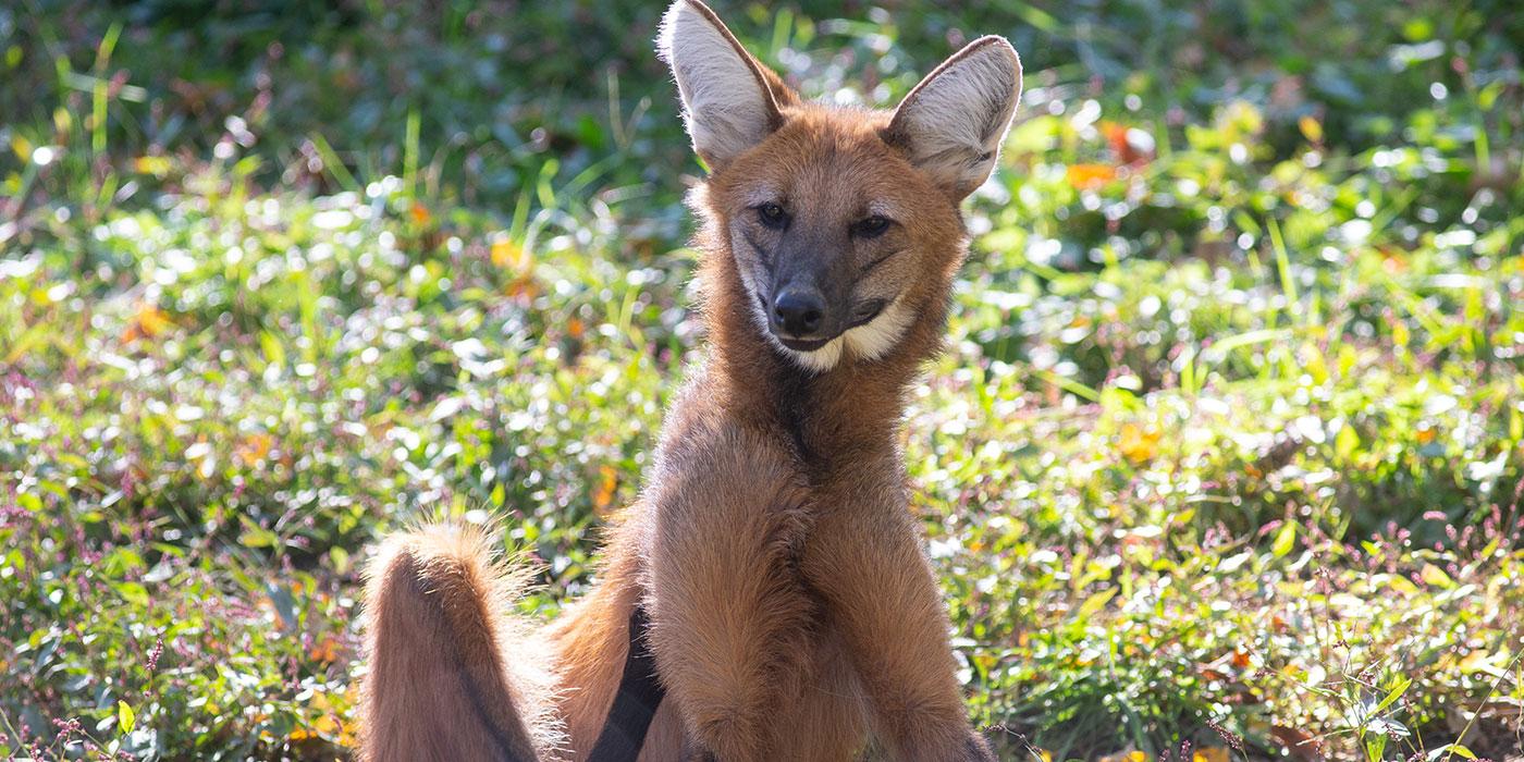 A maned wolf with large ears, a narrow snout, thick red fur and long limbs sits in the grass