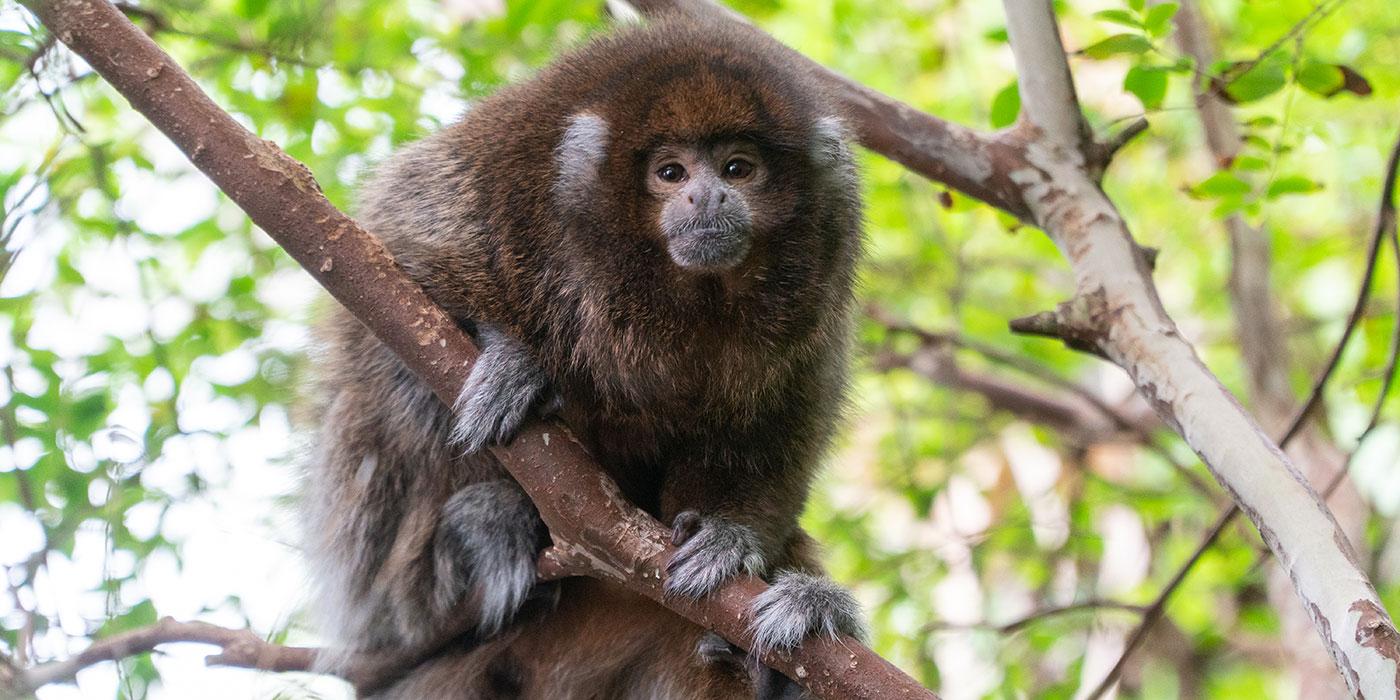 A small monkey, called a white-eared titi monkey, with thick brown and gray-white fur perches on a branch