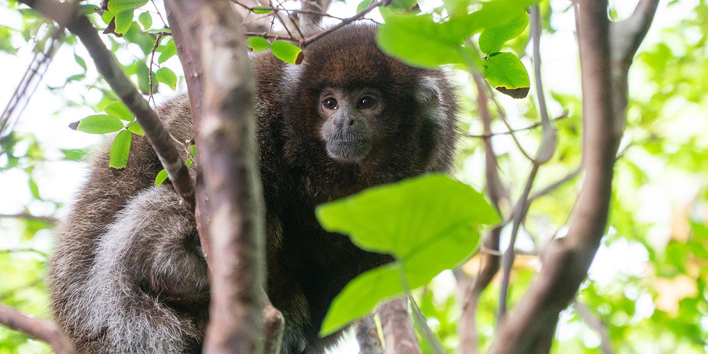 A white-eared titi monkey (a small monkey with thick brown and gray-white fur) perches on a branch