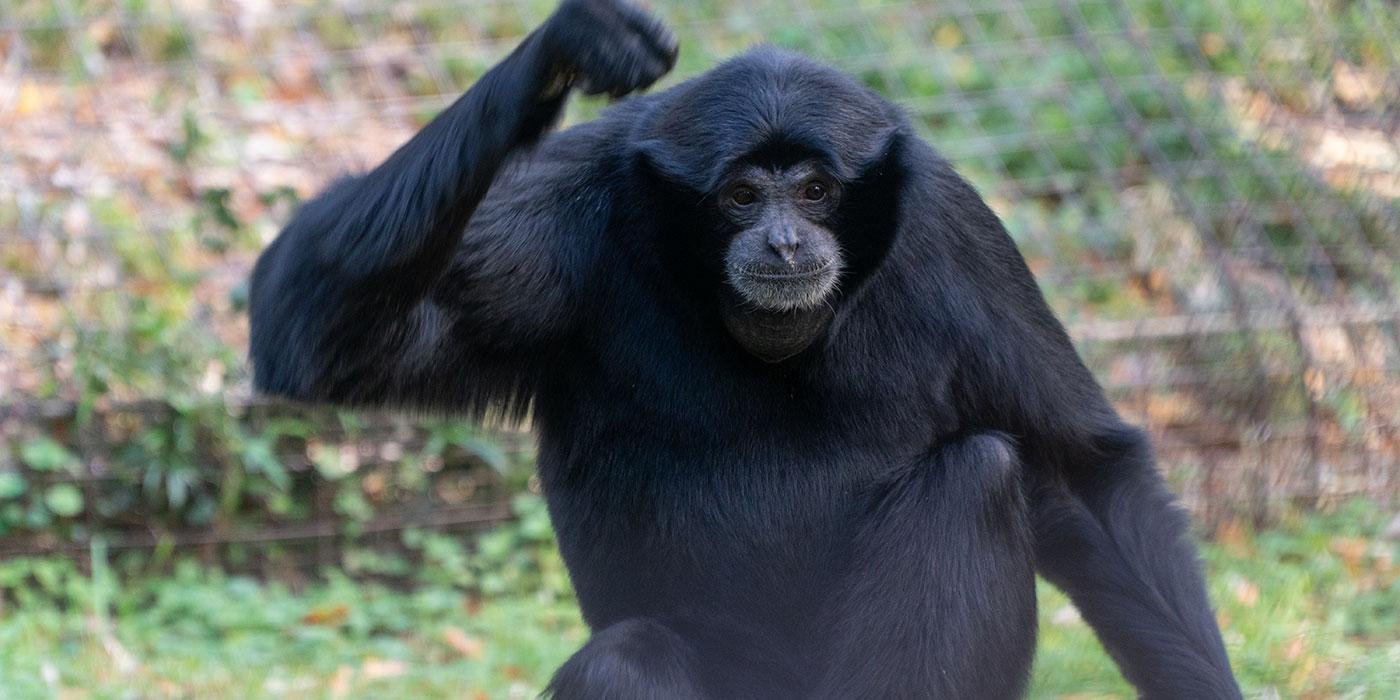 A medium-sized, black-furred gibbon, called a siamang, perched on a log with one hand raised above its head