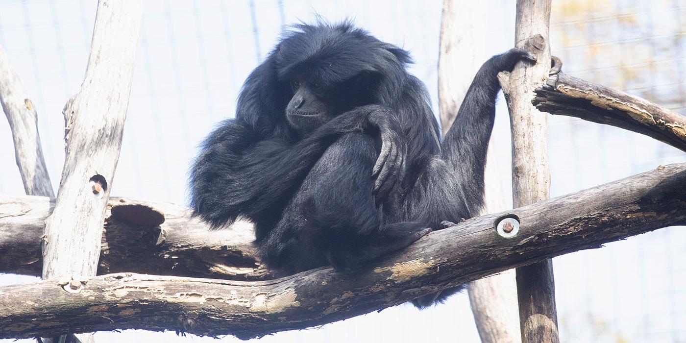 A medium-sized, black-furred gibbon, called a siamang, perched on a branch with one hand resting on its leg and the other holding onto a separate branch
